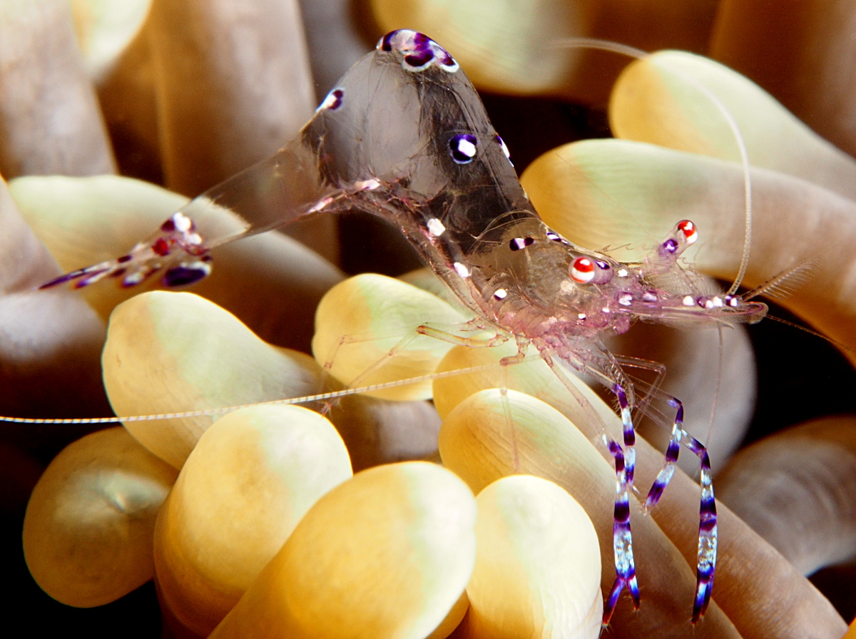 Sarasvati Anemone Shrimp - Ancylomenes sarasvati