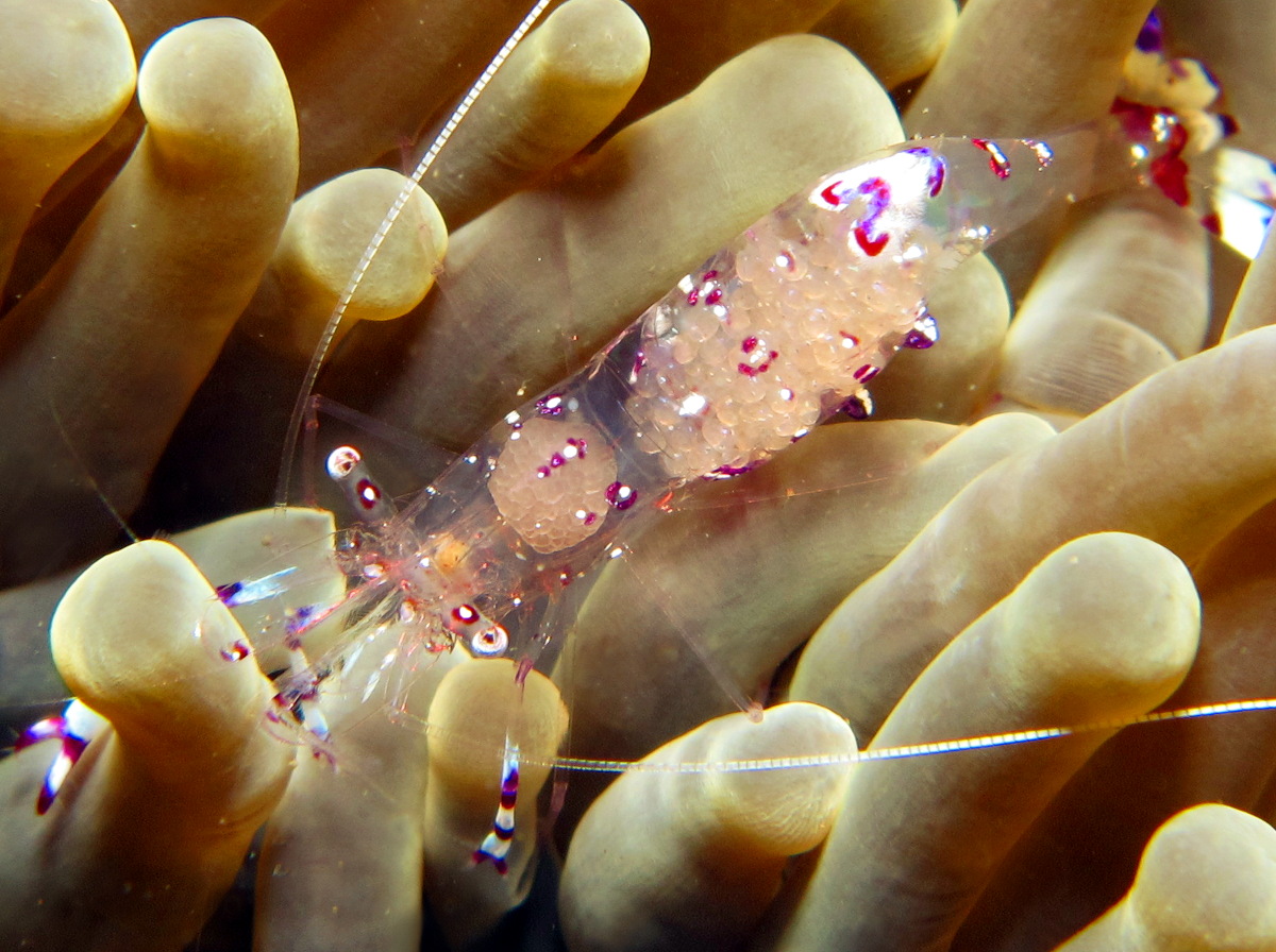 Sarasvati Anemone Shrimp - Ancylomenes sarasvati