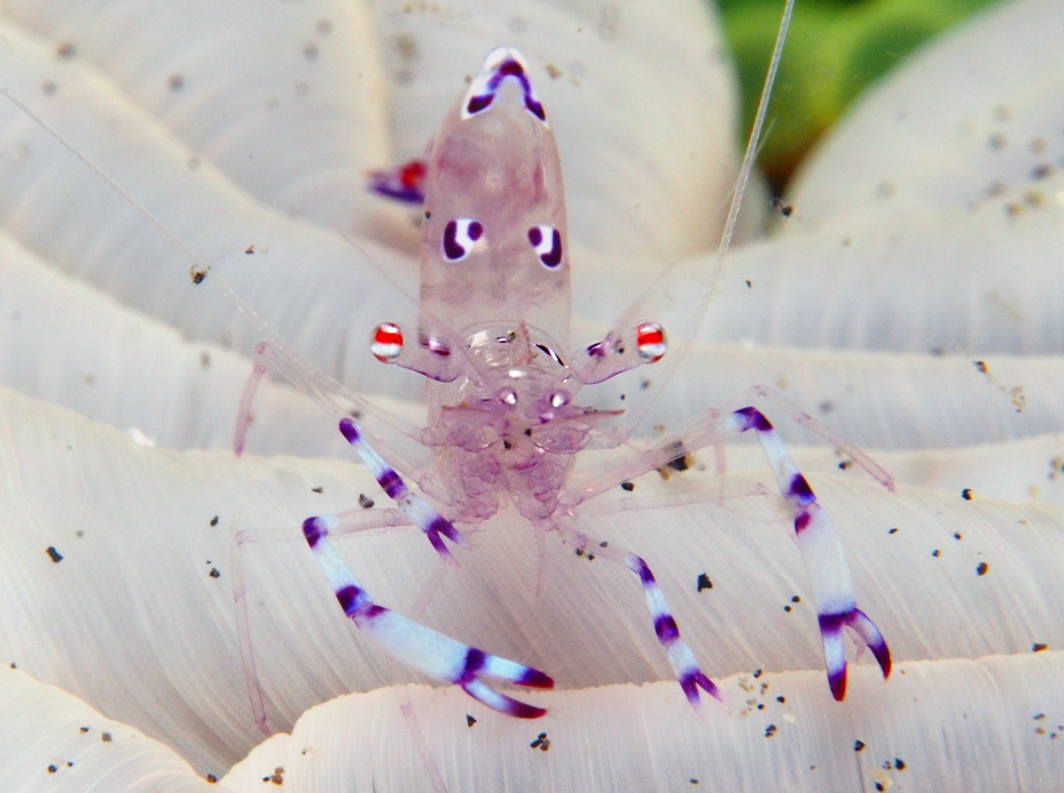 Sarasvati Anemone Shrimp - Ancylomenes sarasvati