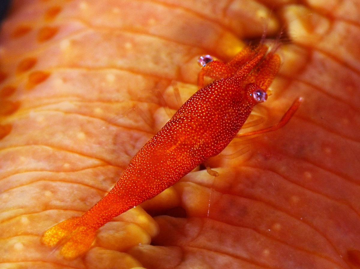 Sea Star Shrimp - Periclimenes soror