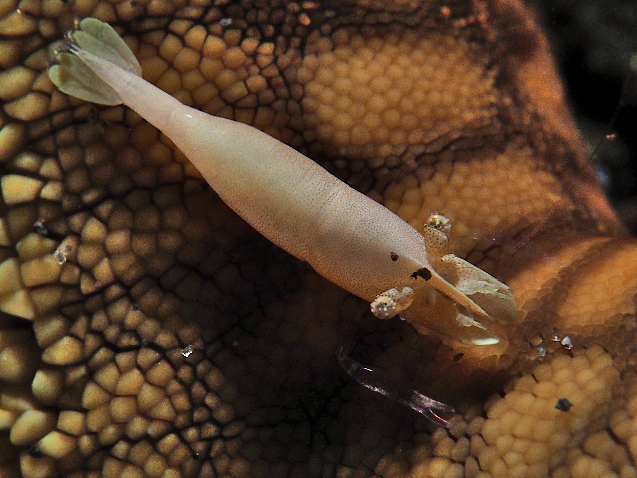 Sea Star Shrimp - Zenopontonia soror