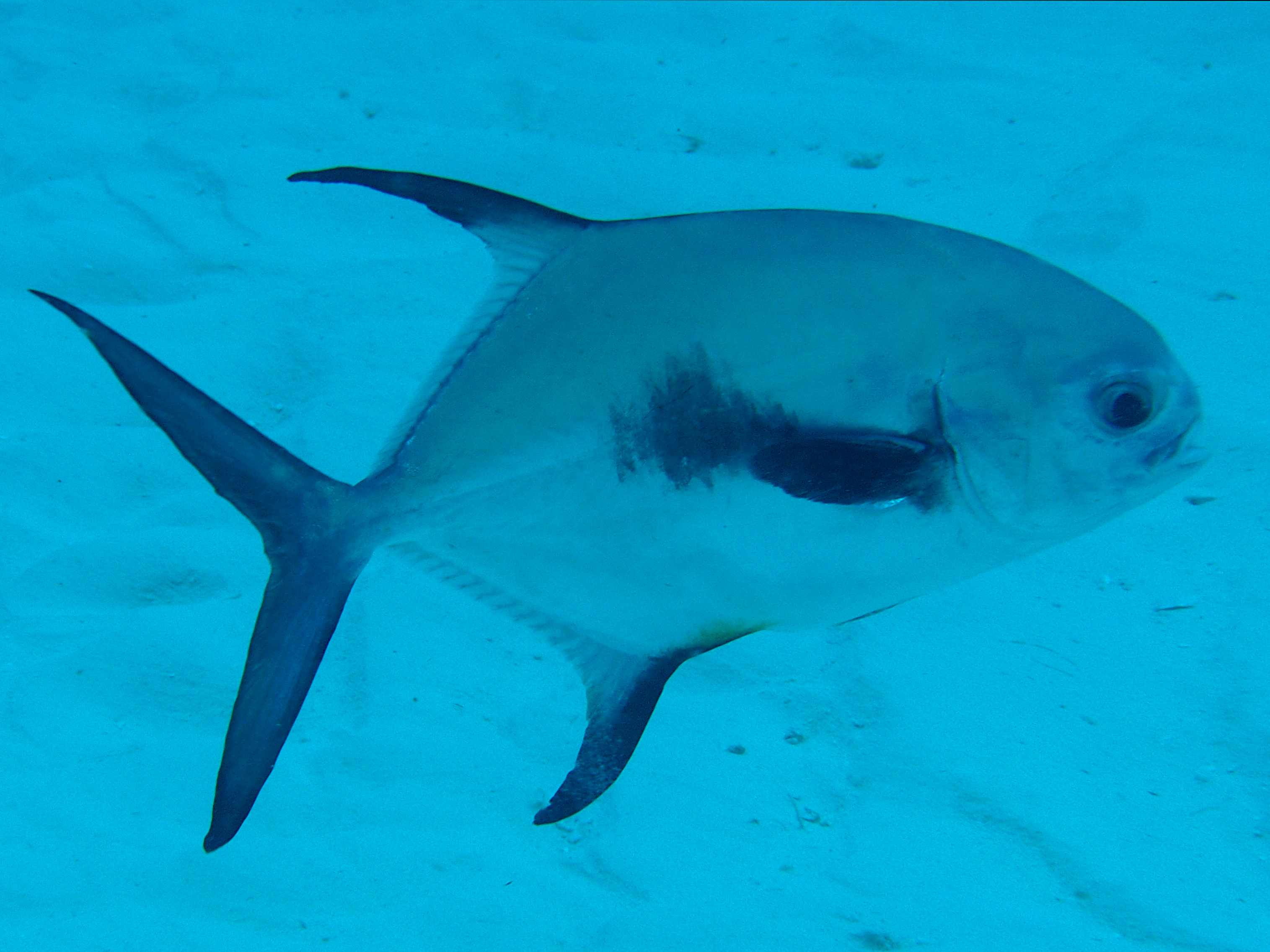 Permit - Trachinotus falcatus