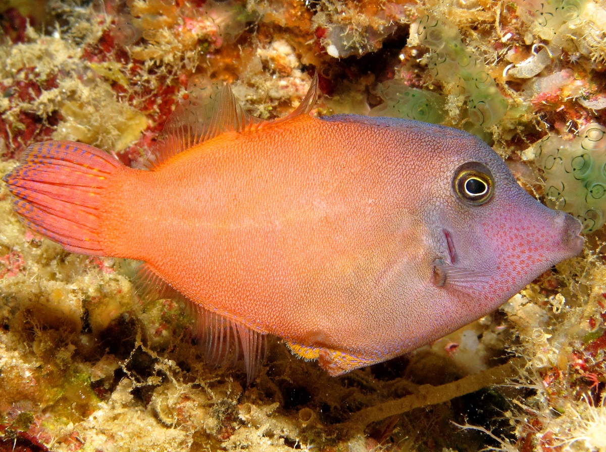 Orangetail Filefish - Pervagor aspricaudus - Dumaguete, Philippines