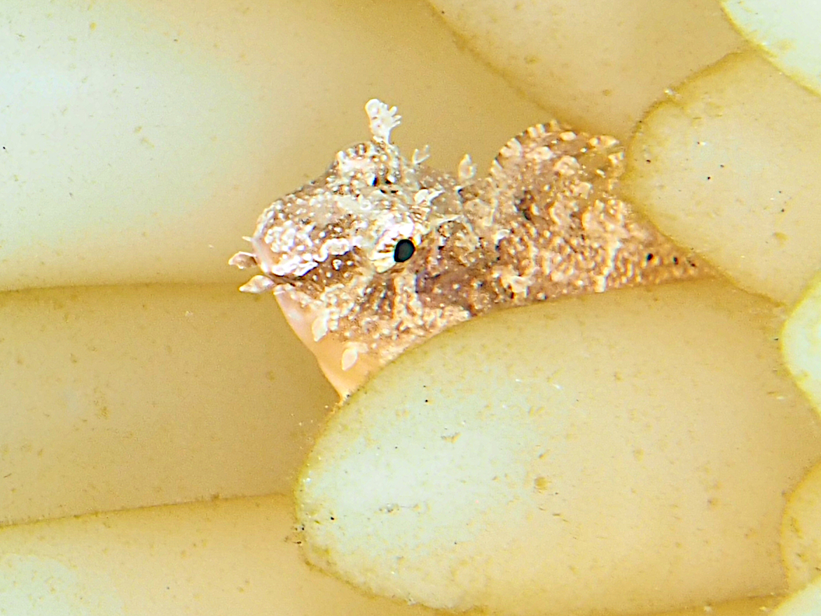 Highfin Fangblenny - Petroscirtes mitratus