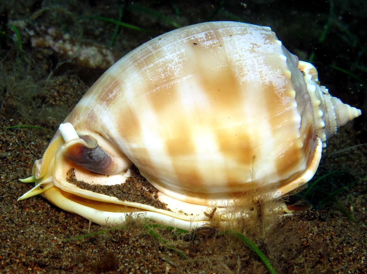 Banded Bonnet - Phalium bandatum - Dumaguete, Philippines