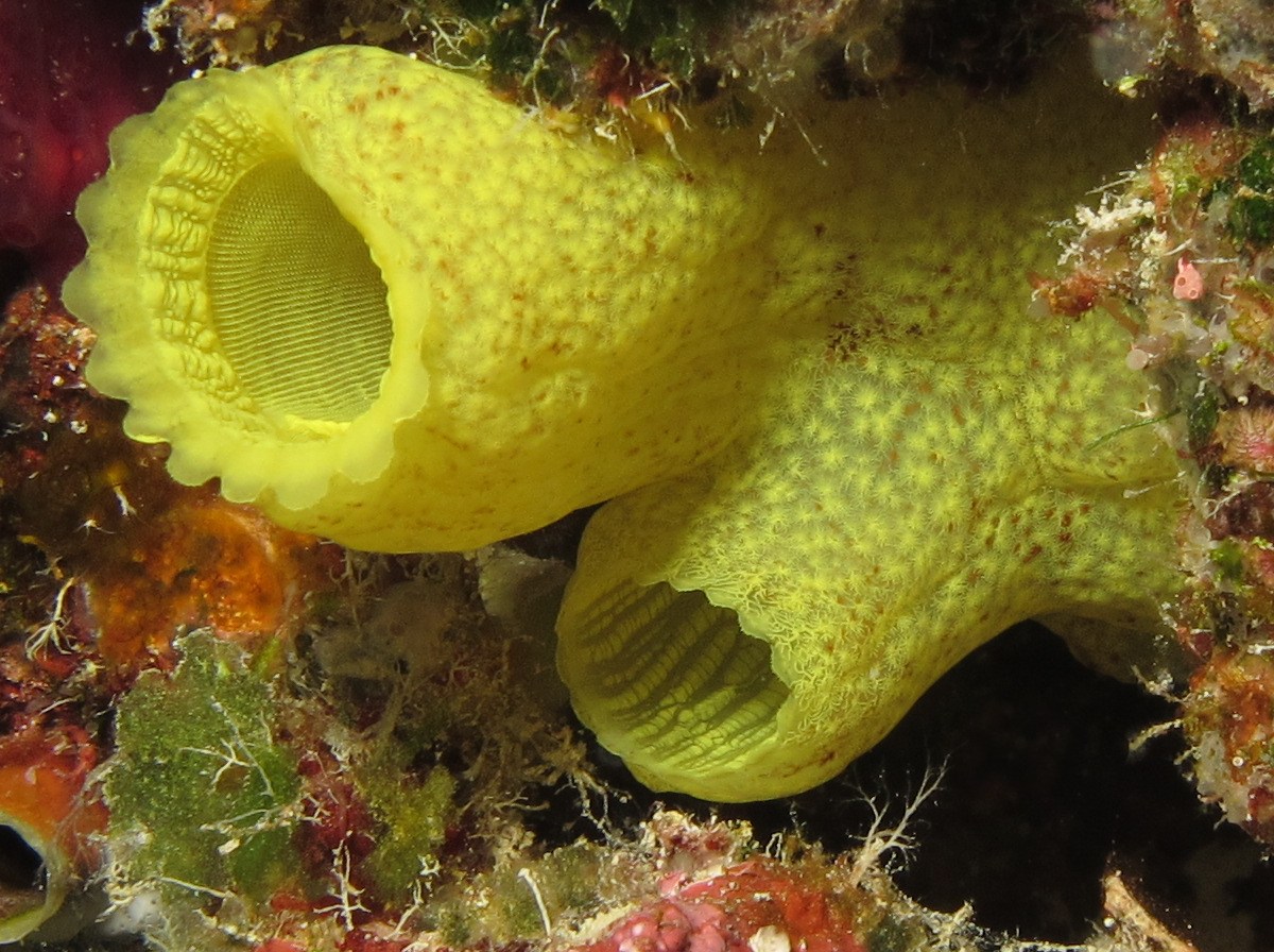Yellow Sea Squirt - Phallusia julinea - Palau