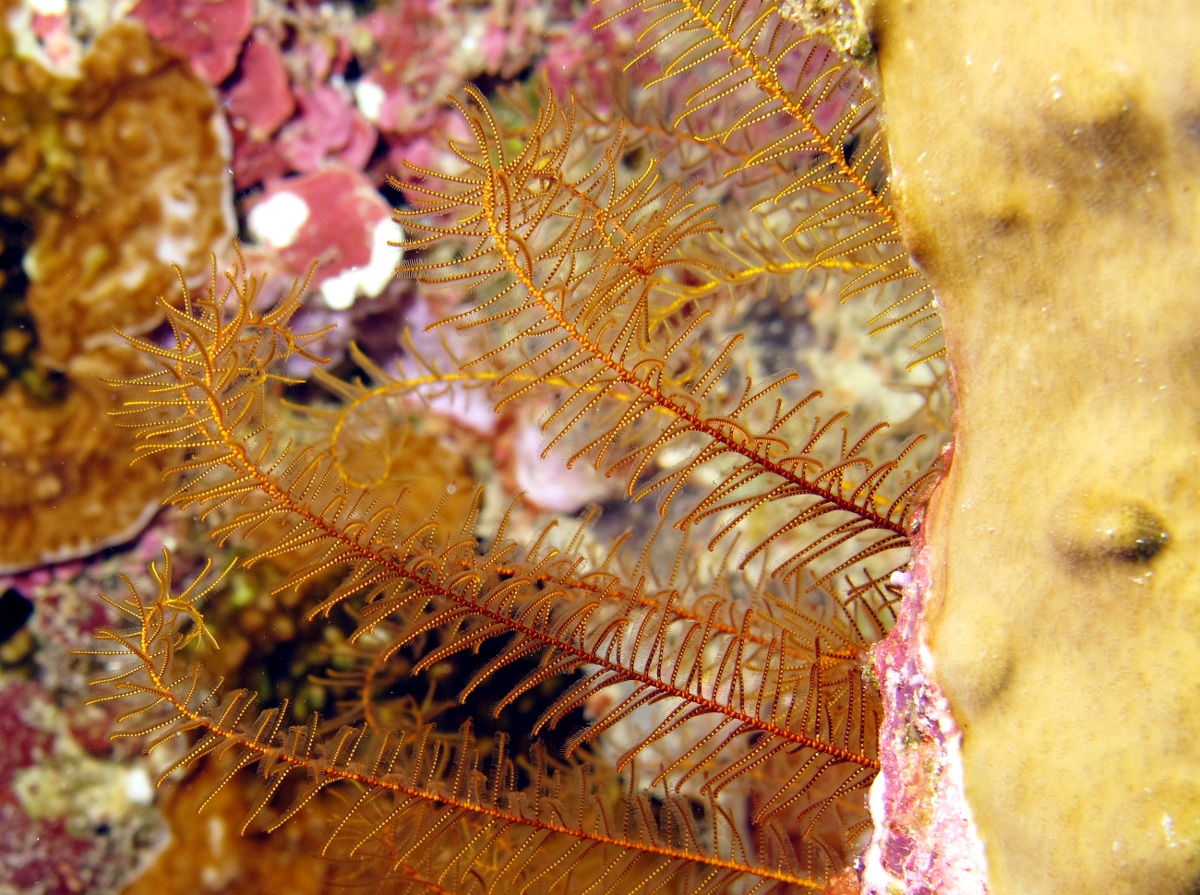 Slender Feather Star - Phanogenia gracilis - Palau