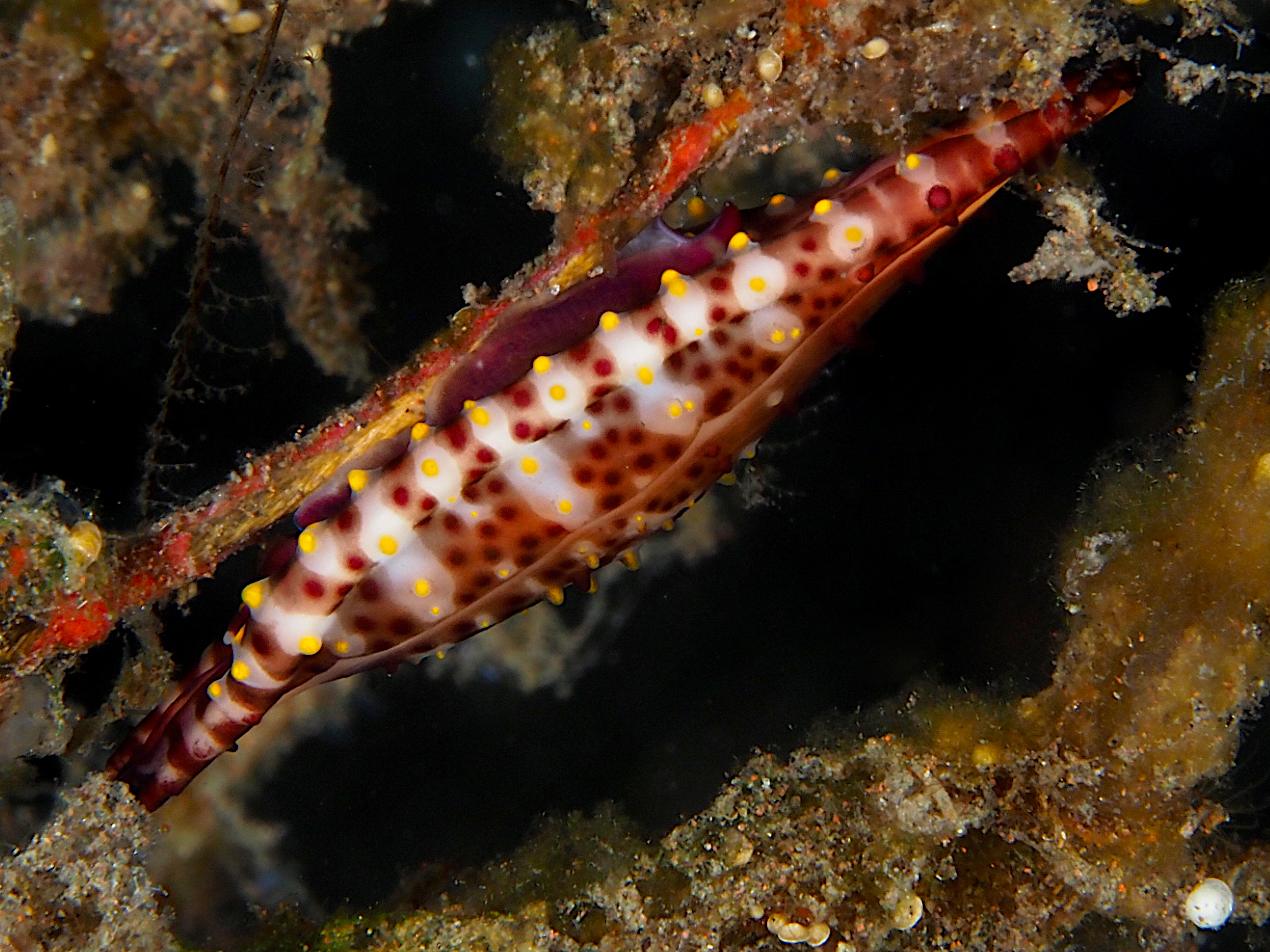 Rosy Spindle Cowry - Phenacovolva rosea
