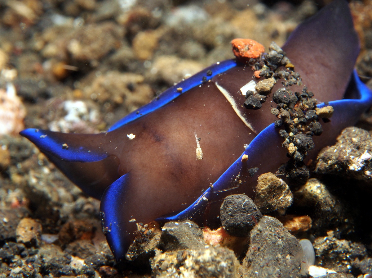 Gardiner's Headshield Slug - Philinopsis gardineri