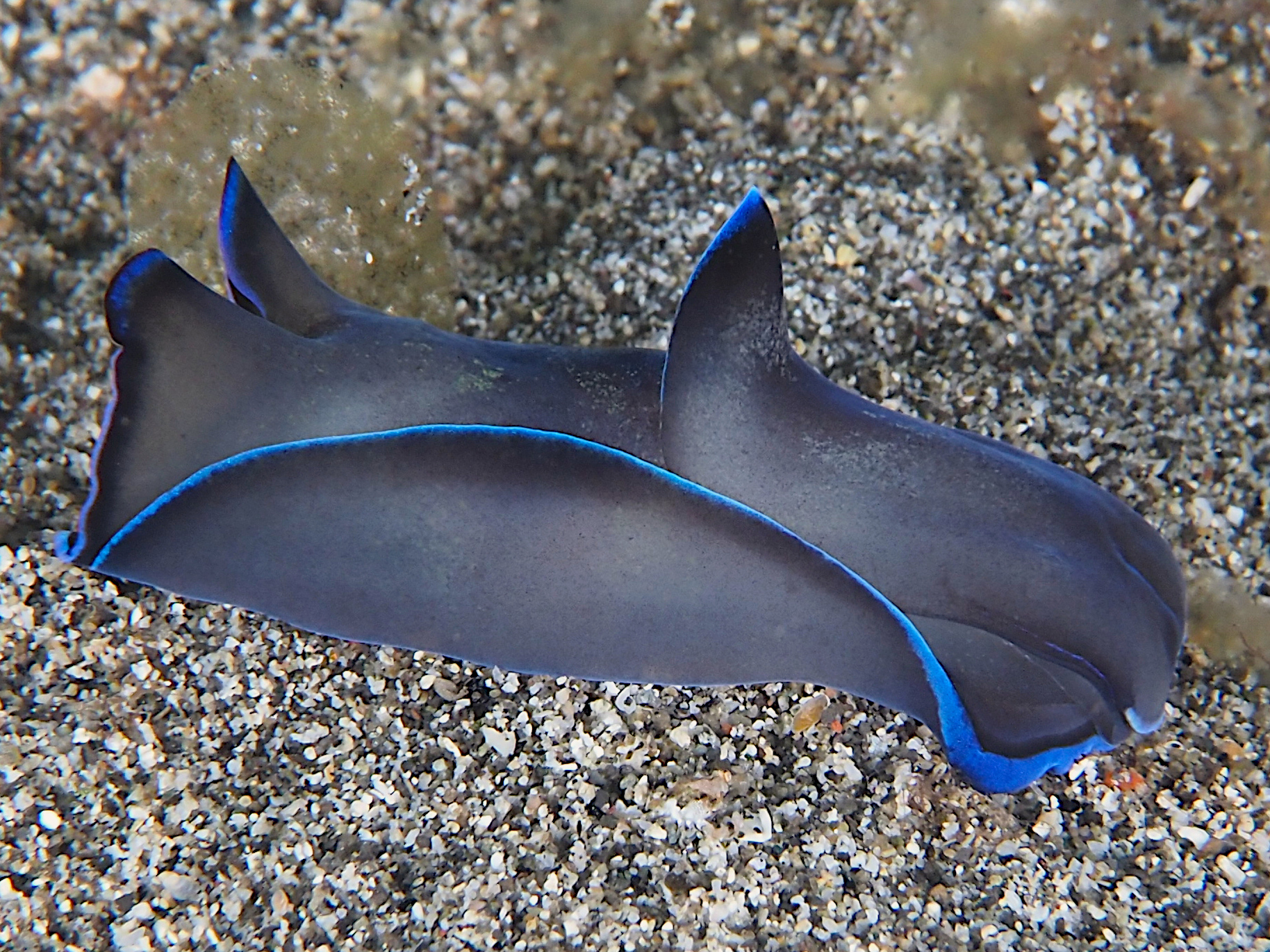 Gardiner's Headshield Slug - Tubulophilinopsis gardineri