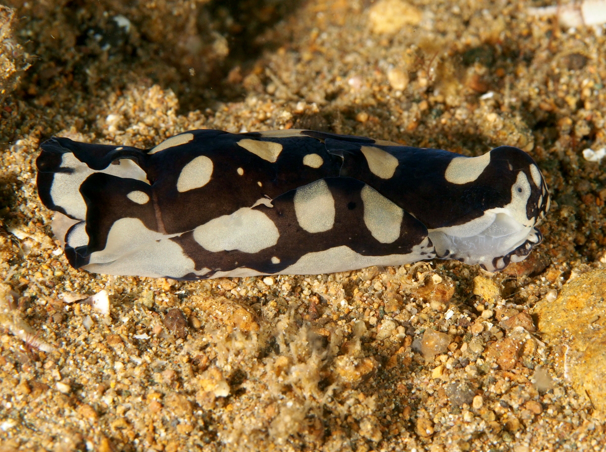 Pilsbry's Headshield Slug - Philinopsis pilsbryi