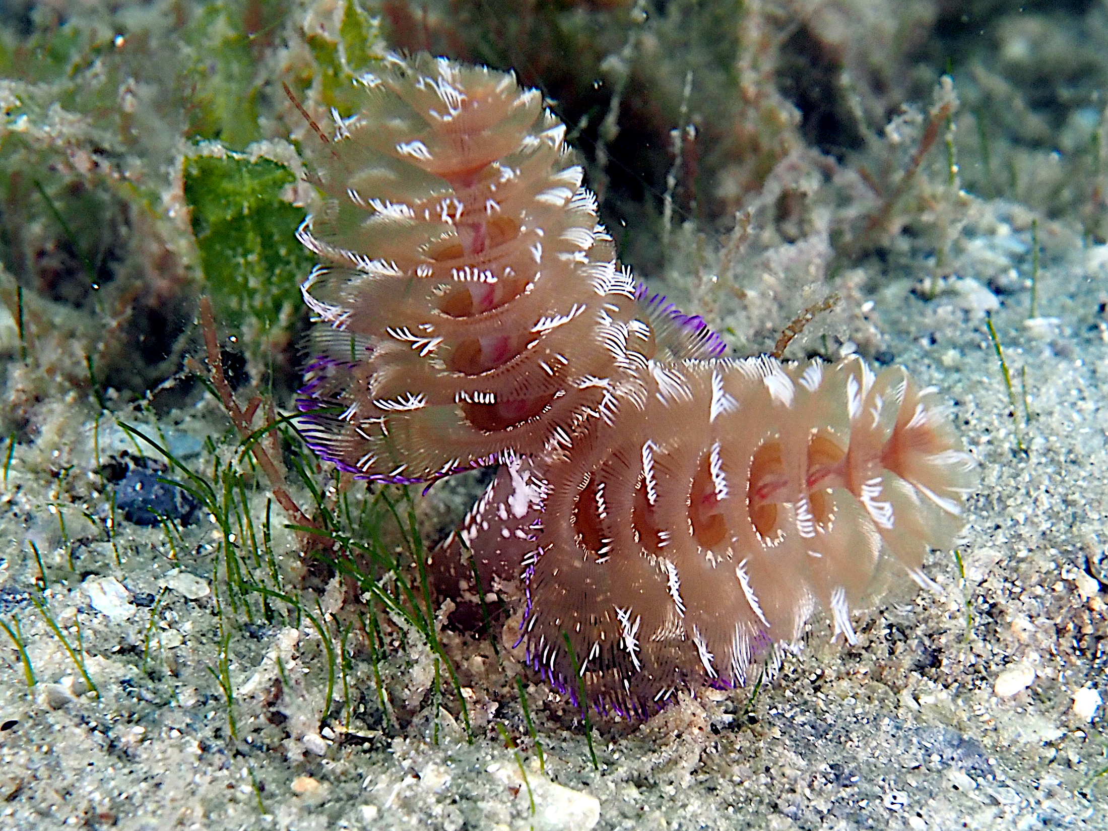 California Horseshoe Worm - Phoronopsis californica