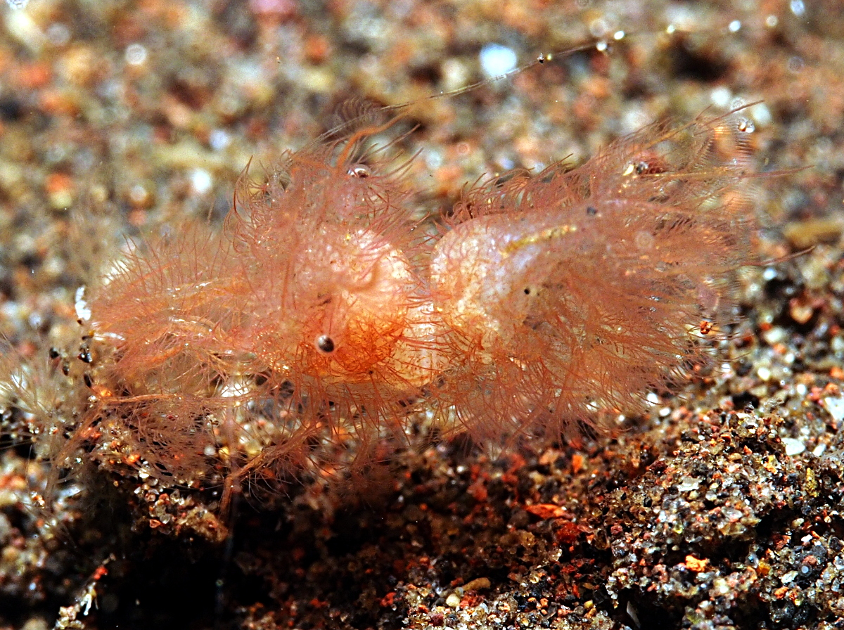 Hairy Shrimp - Phycocaris simulans