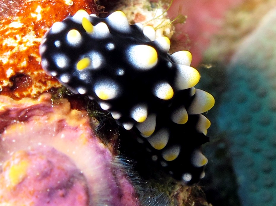 Carlsonhoff's Phyllidia - Phyllidia carlsonhoffi