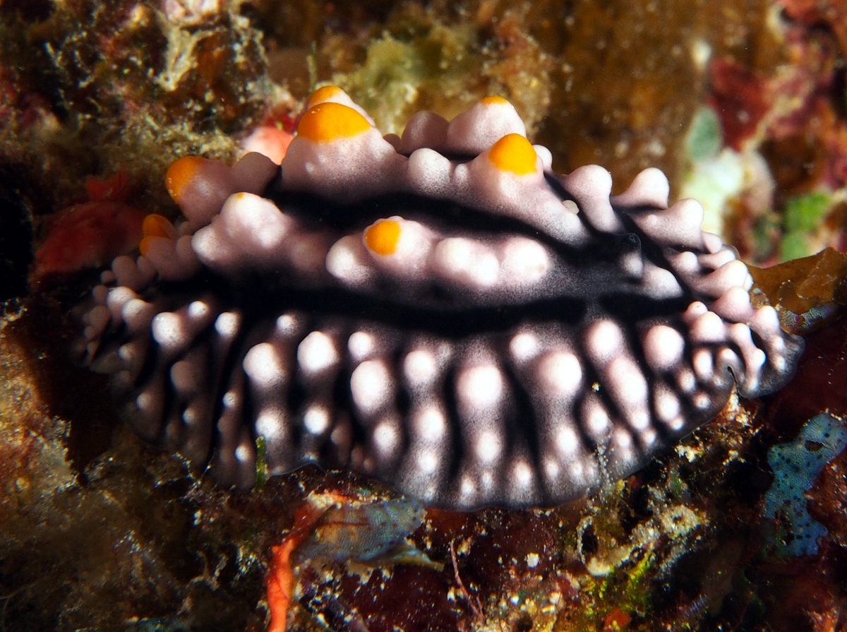 Elegant Phyllidia - Phyllidia elegans