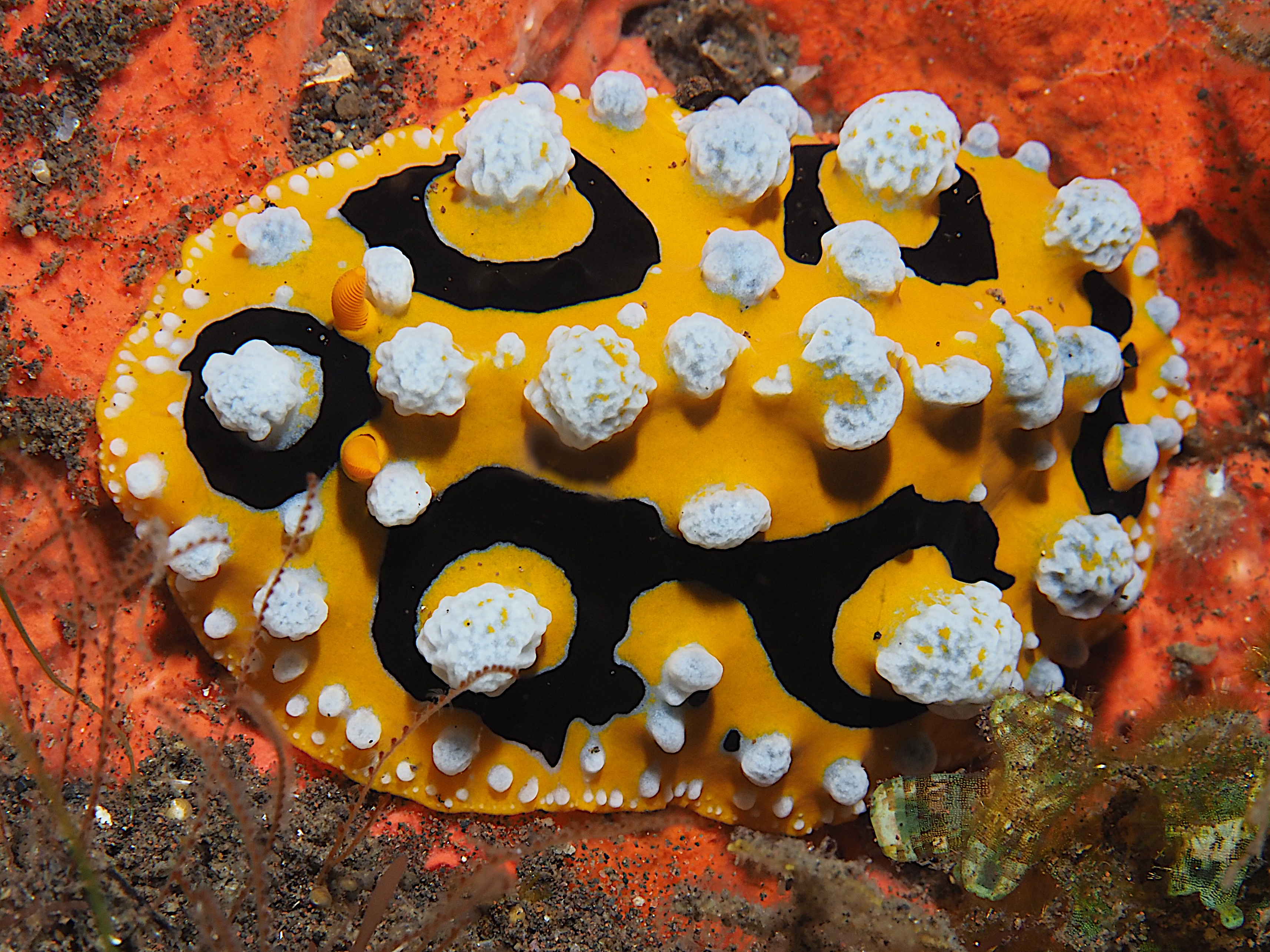 Ocellated Phyllidia - Phyllidia ocellata