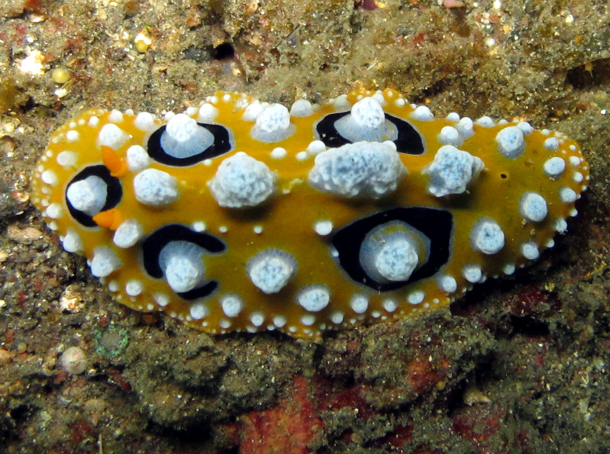 Ocellated Phyllidia - Phyllidia ocellata
