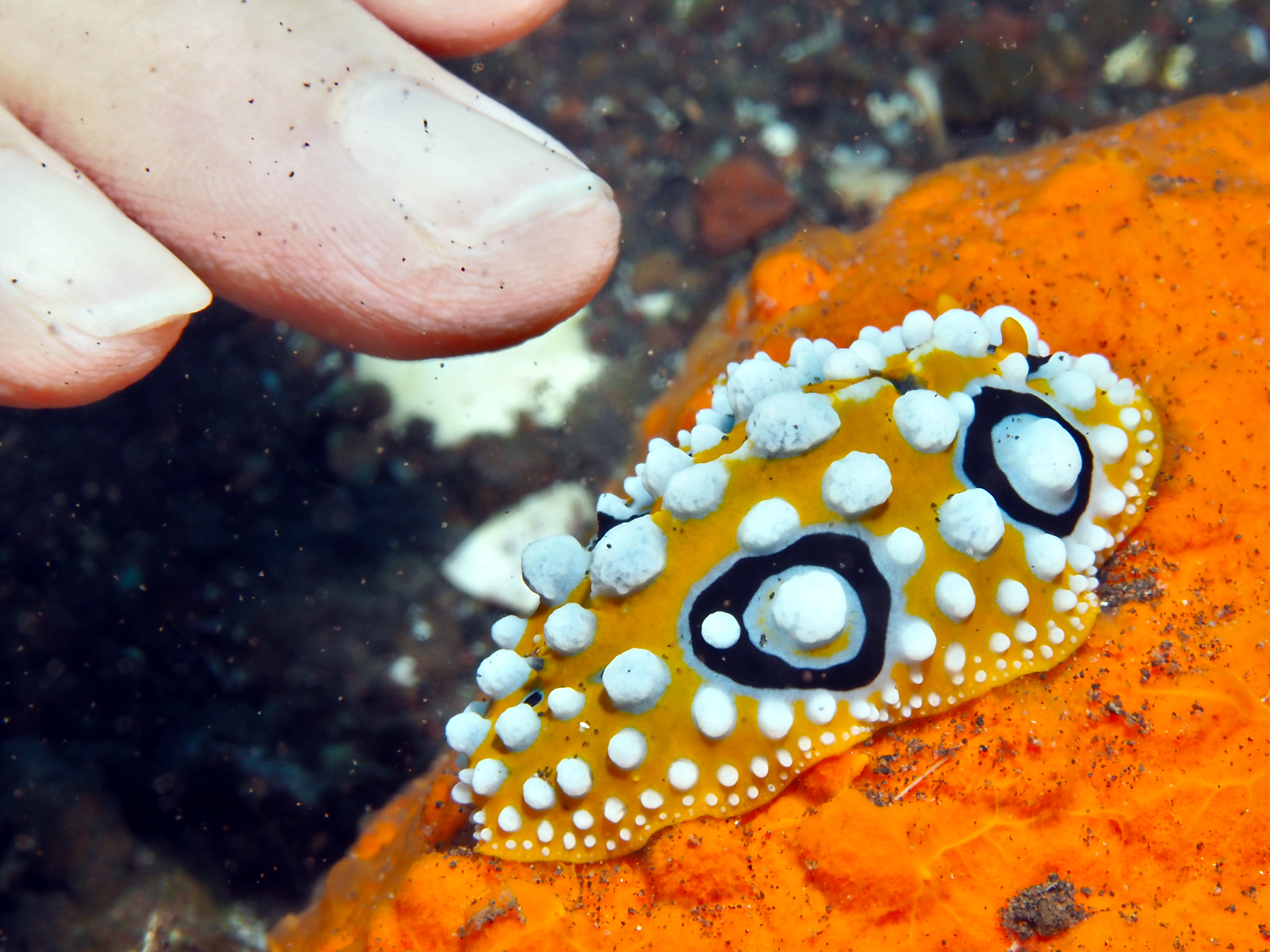 Ocellated Phyllidia - Phyllidia ocellata