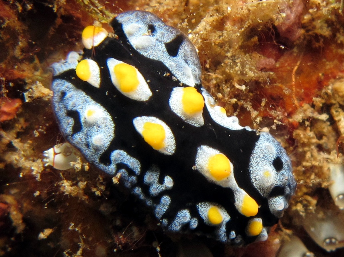 Painted Phyllidia - Phyllidia picta