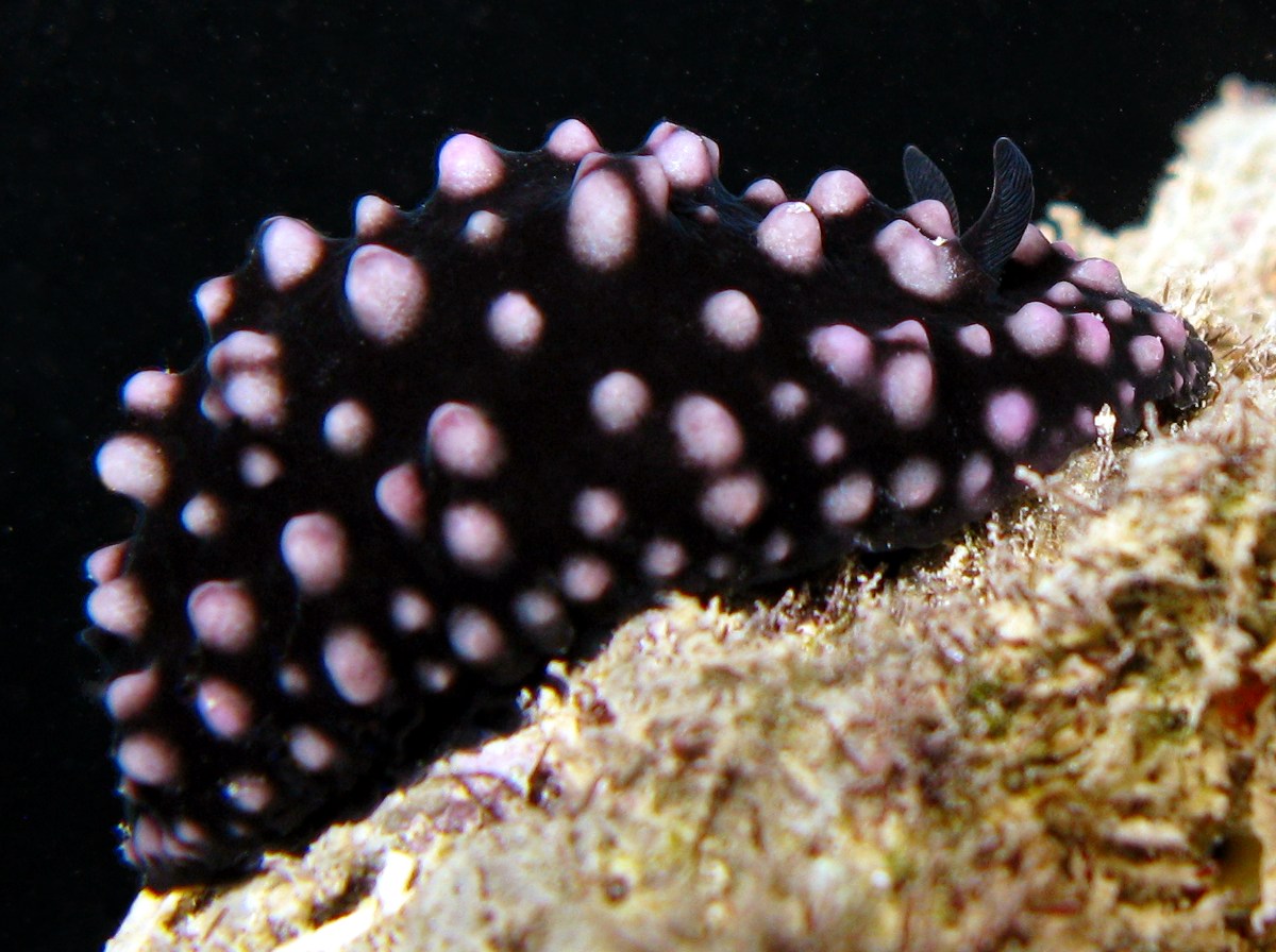 Phyllidiella nigra - Phyllidiella nigra - Palau