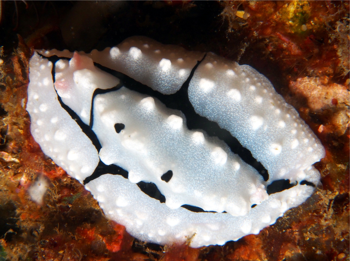 Shireen's Phyllidiopsis - Phyllidiopsis shireenae - Lembeh Strait, Indonesia