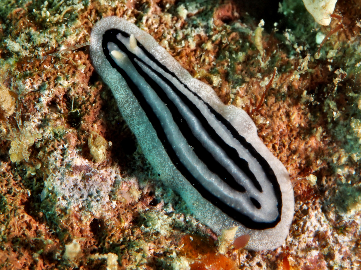 Striped Phyllidiopsis - Phyllidiopsis striata