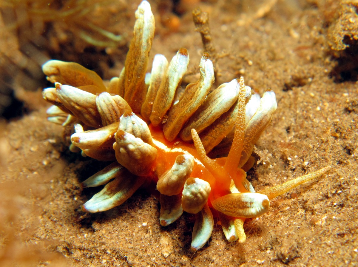 Kabira Phyllodesmium - Phyllodesmium kabiranum - Dumaguete, Philippines