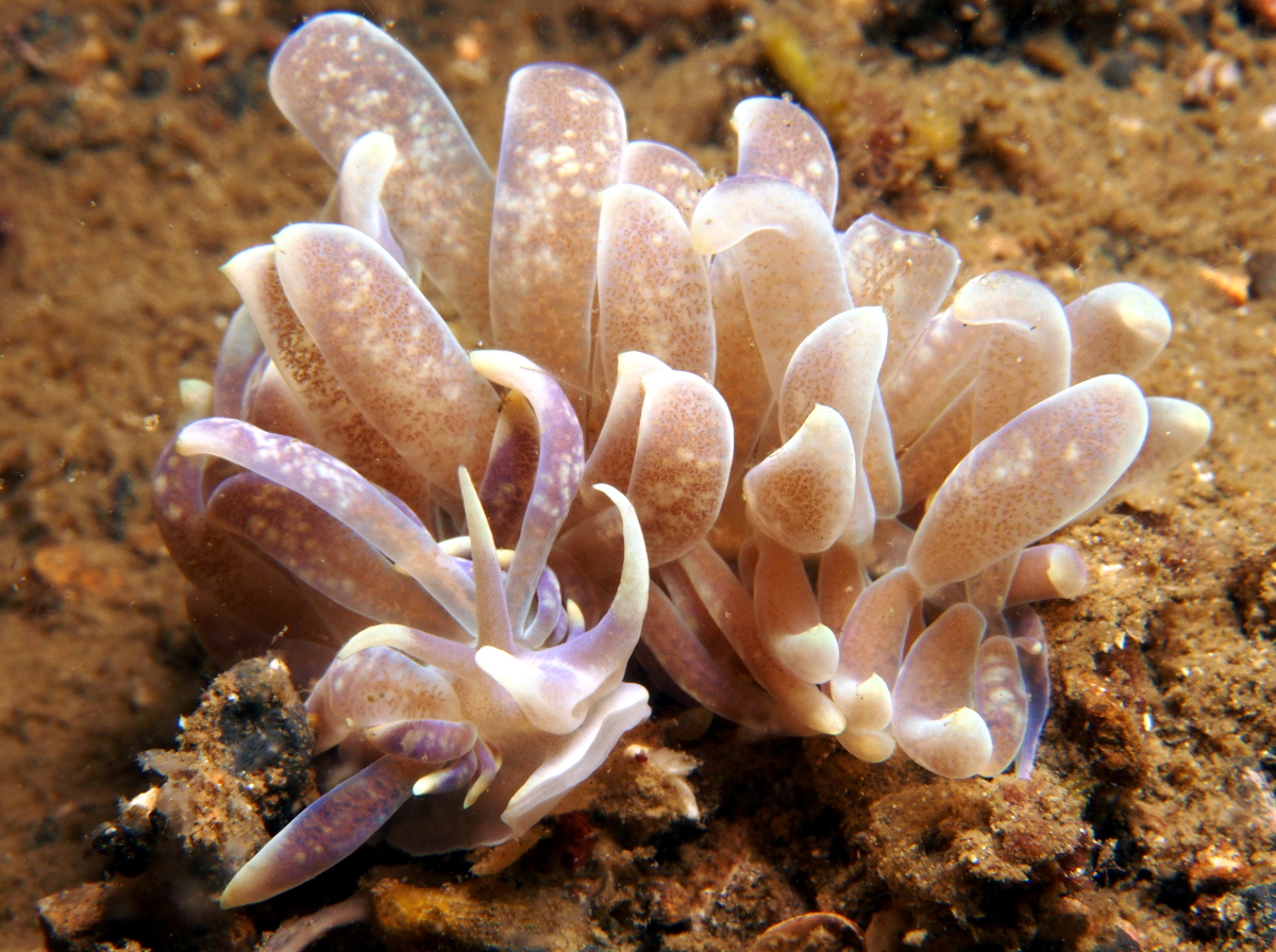 Great Phyllodesmium - Phyllodesmium magnum - Lembeh Strait, Indonesia