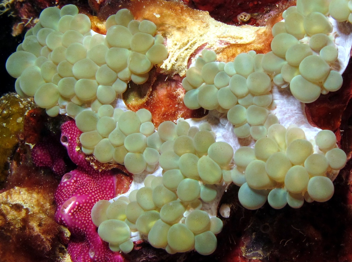 Pearl Bubble Coral - Physogyra lichtensteini - Yap, Micronesia