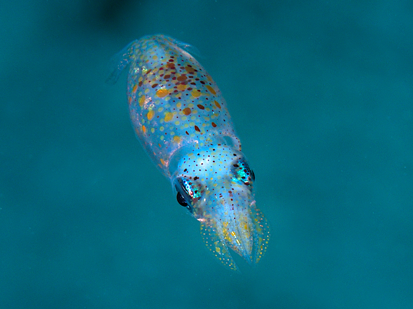 Grass Squid - Pickfordiateuthis pulchella
