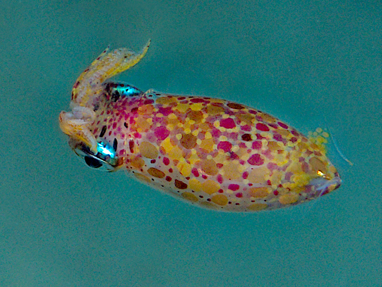 Grass Squid - Pickfordiateuthis pulchella