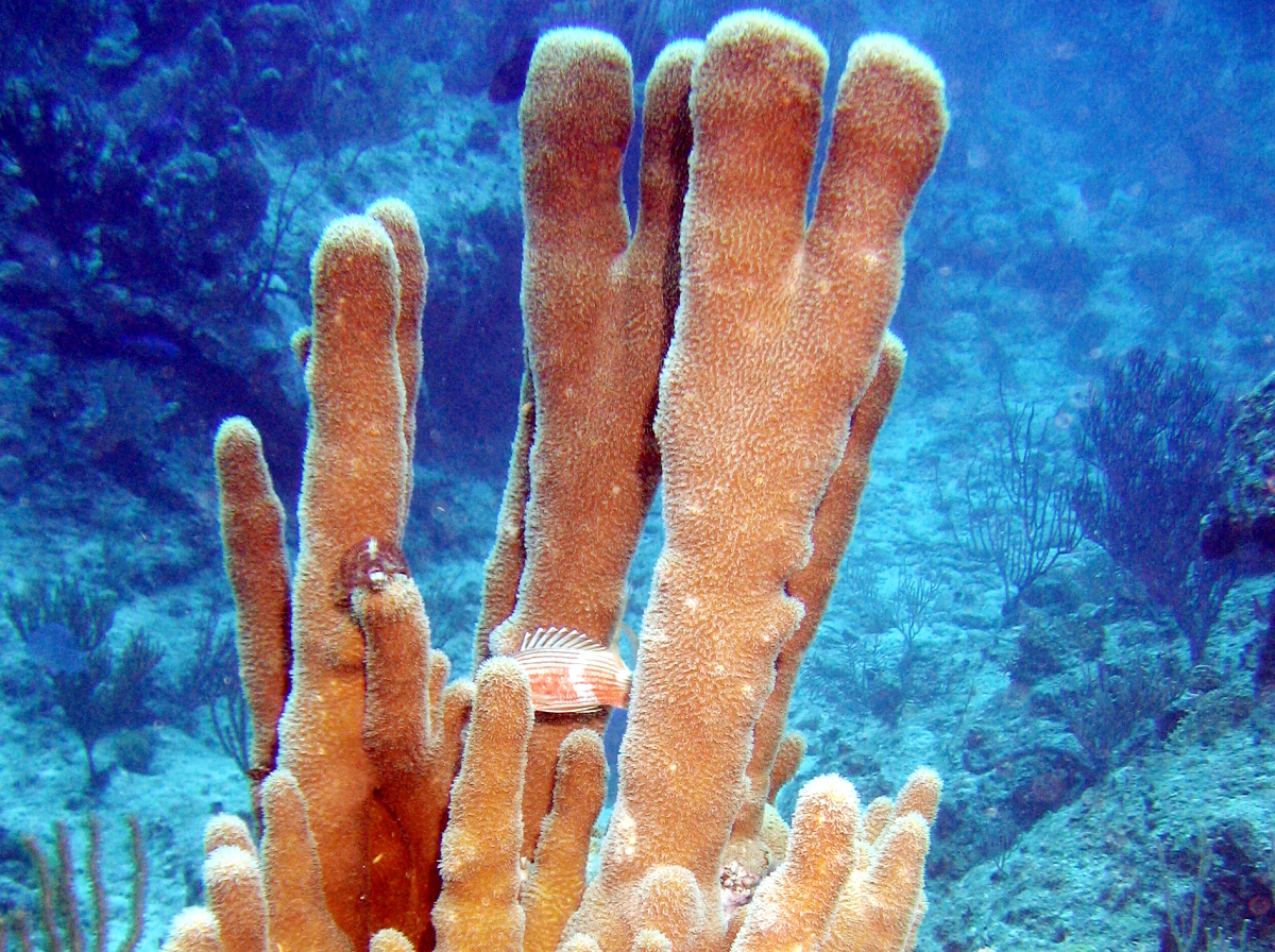 Pillar Coral - Dendrogyra cylindrus