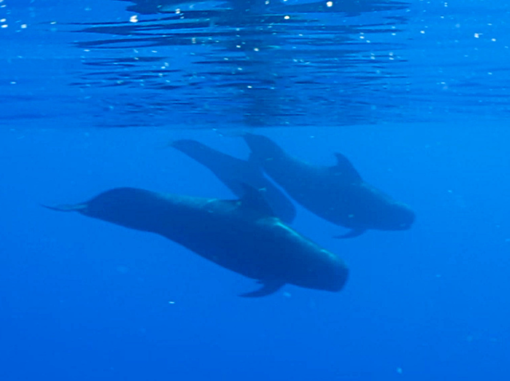 Short-Finned Pilot Whale - Globicephala macrorhynchus - Big Island, Hawaii