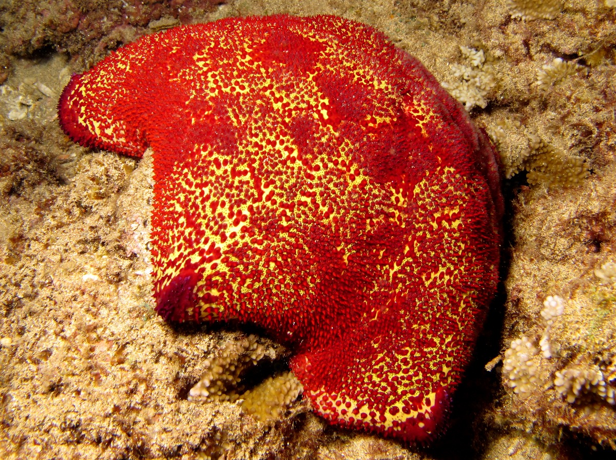 Pin Cushion Sea Star - Culcita novaeguineae