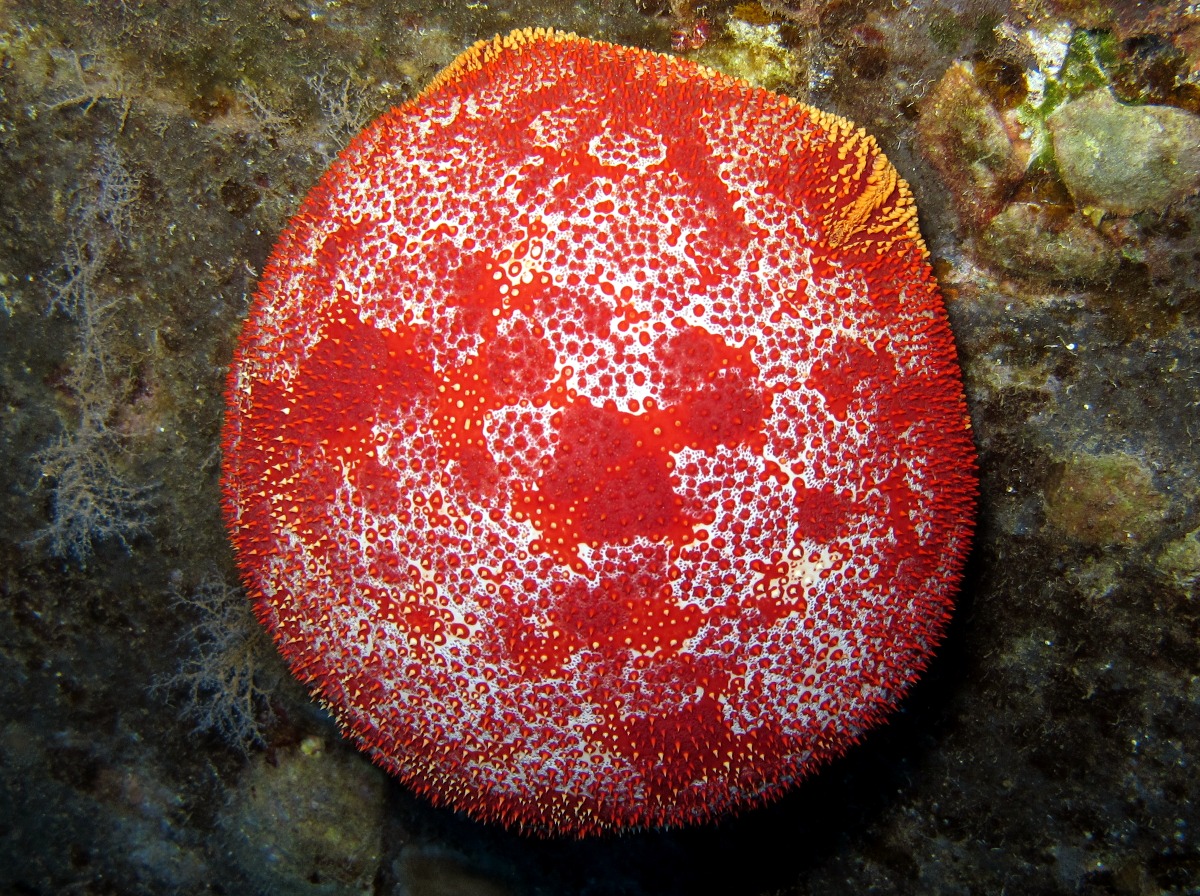 Pin Cushion Sea Star - Culcita novaeguineae