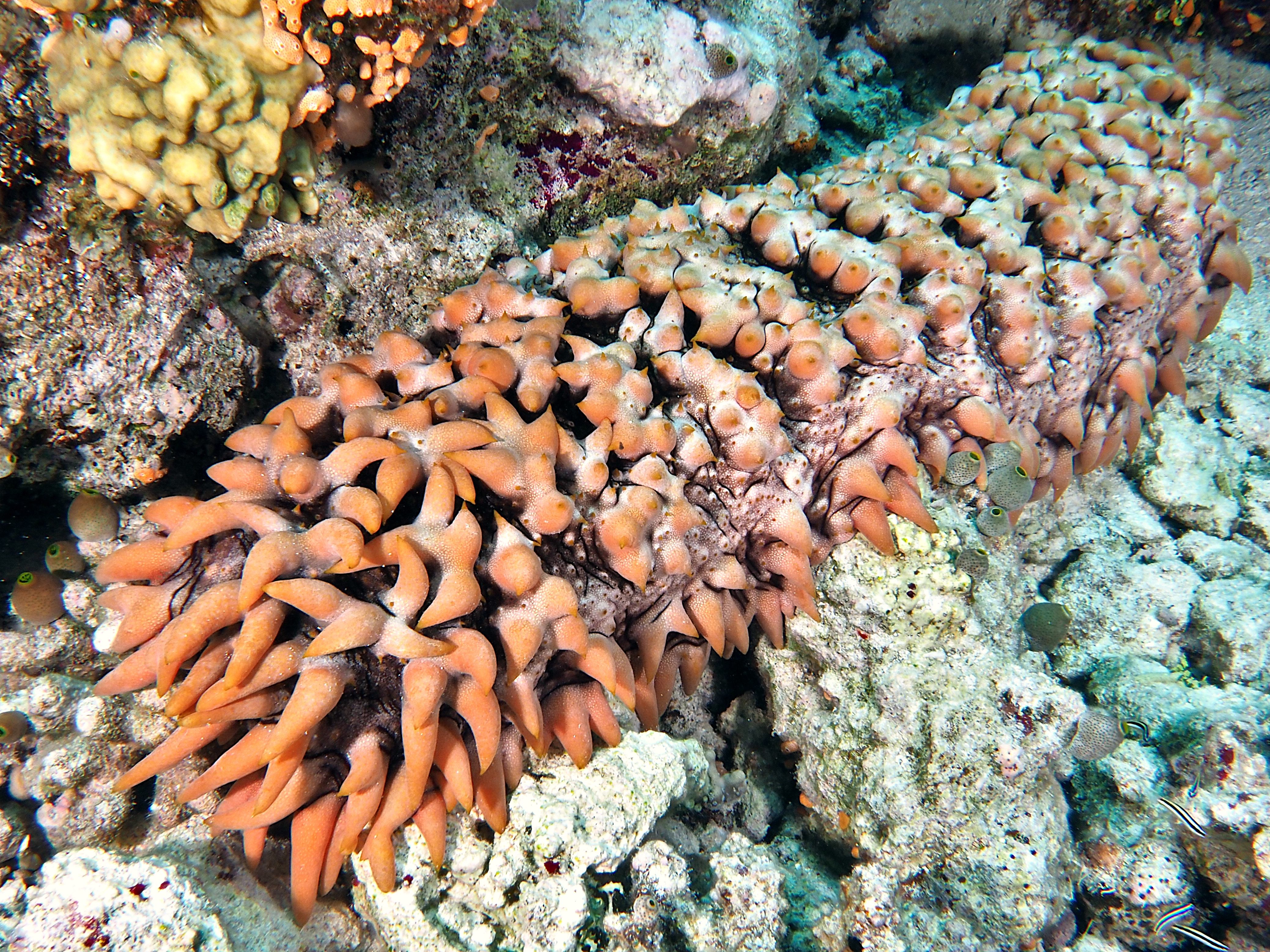 Pineapple Sea Cucumber - Thelenota ananas