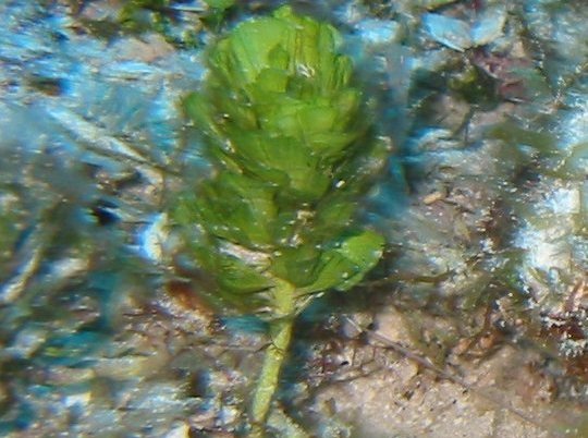 Pinecone Alga - Rhipocephalus phoenix