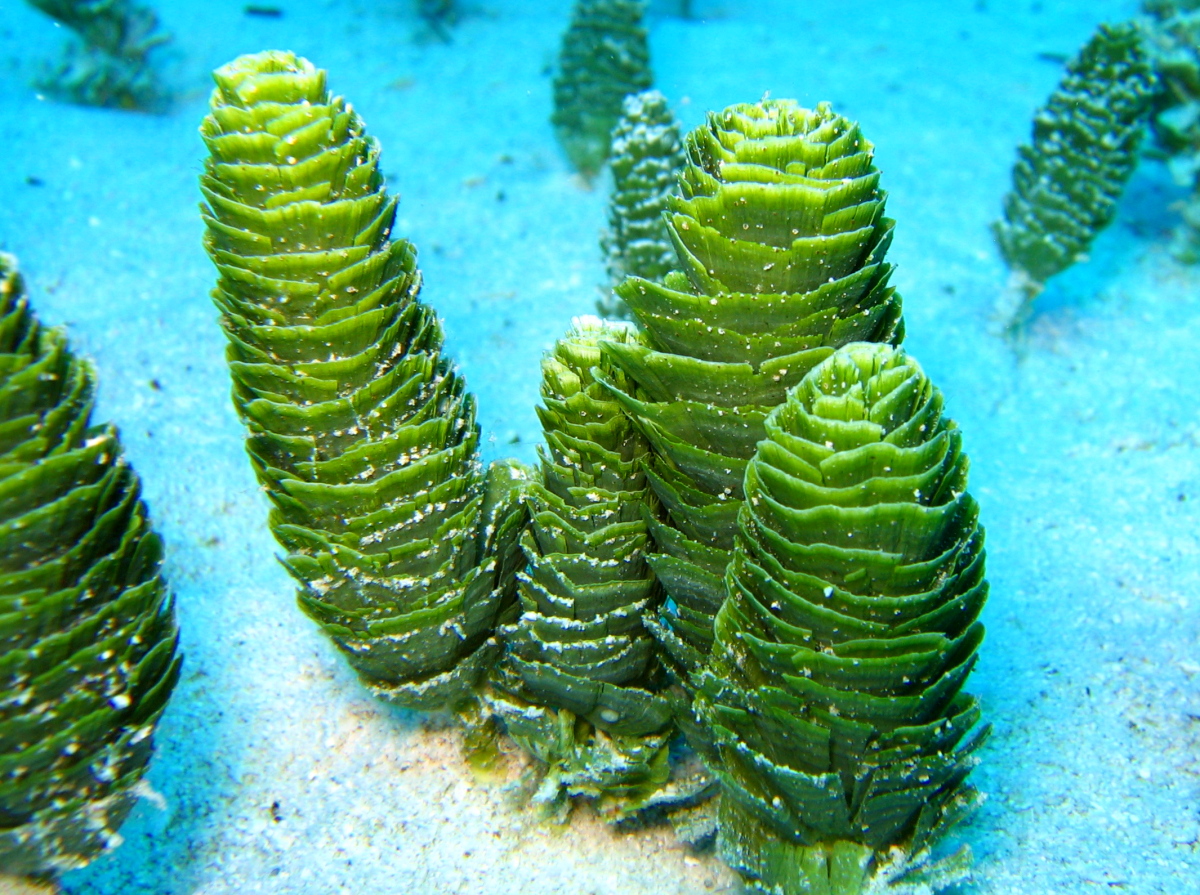 Pinecone Alga - Rhipocephalus phoenix