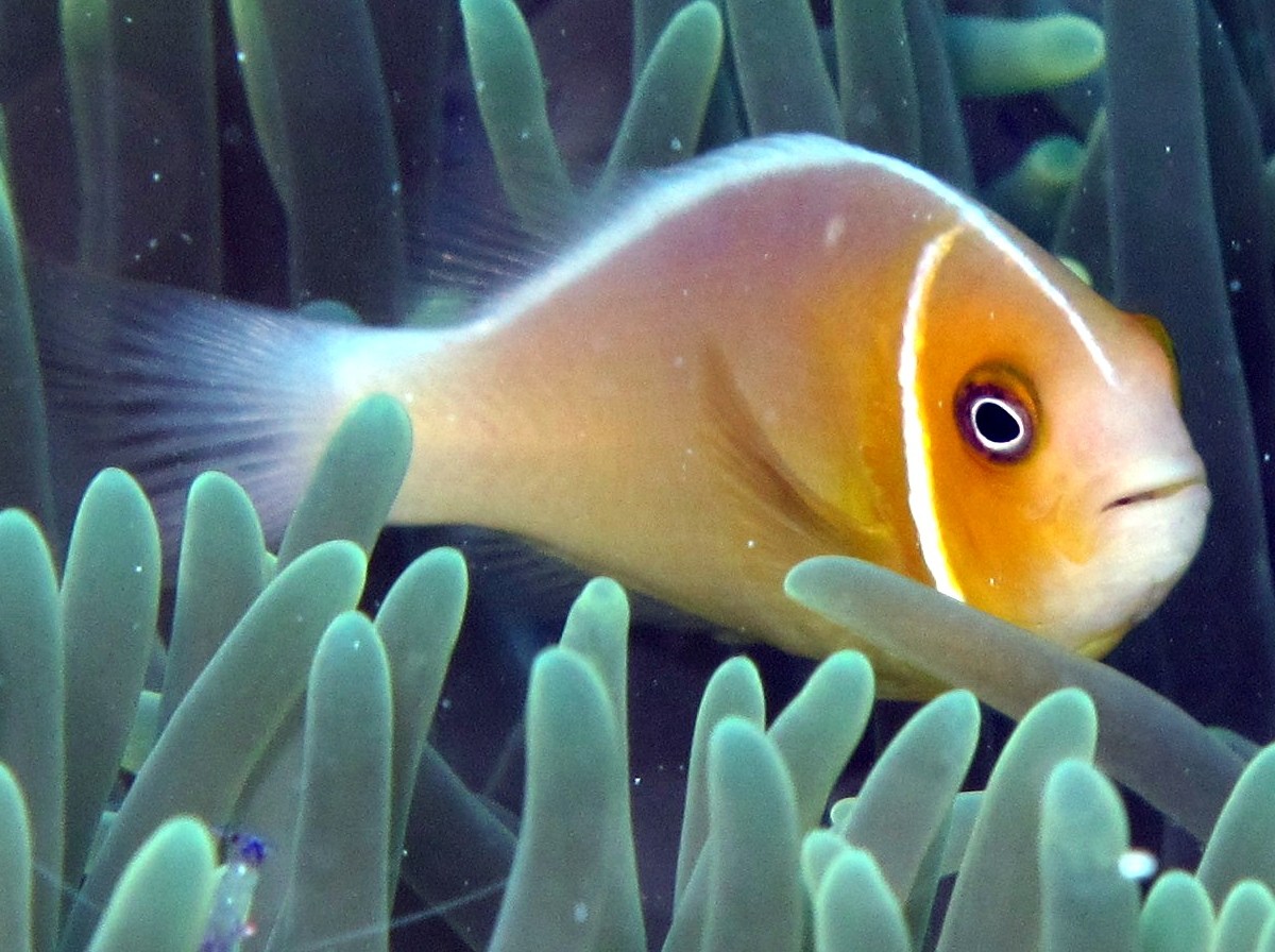 Pink Anemonefish - Amphiprion perideraion