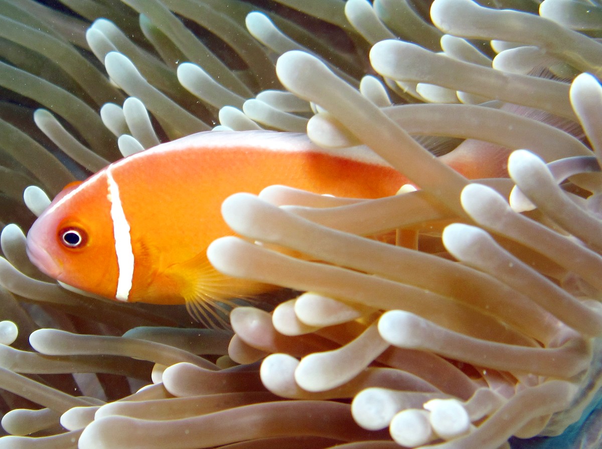 Pink Anemonefish - Amphiprion perideraion