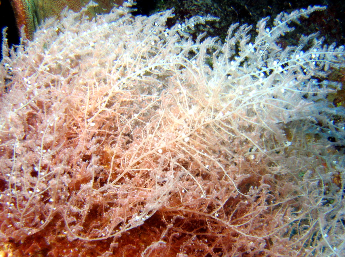 Pink Bush Alga - Wrangelia penicillata - Roatan, Honduras