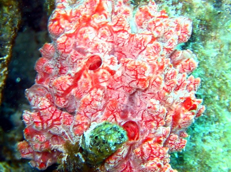 Pink Lumpy Sponge - Monanchora unguifera - Key Largo, Florida