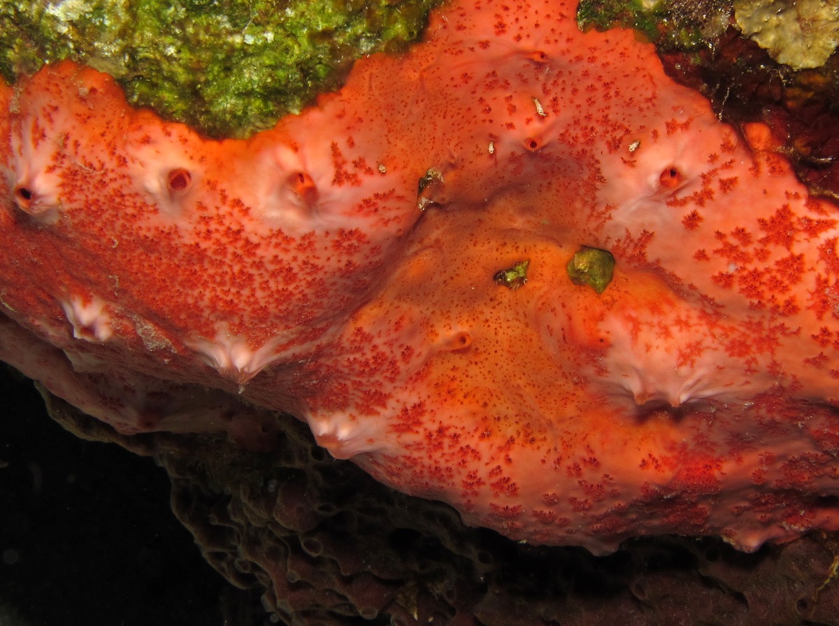 Pink and Red Encrusting Sponge - Spirastrella coccinea