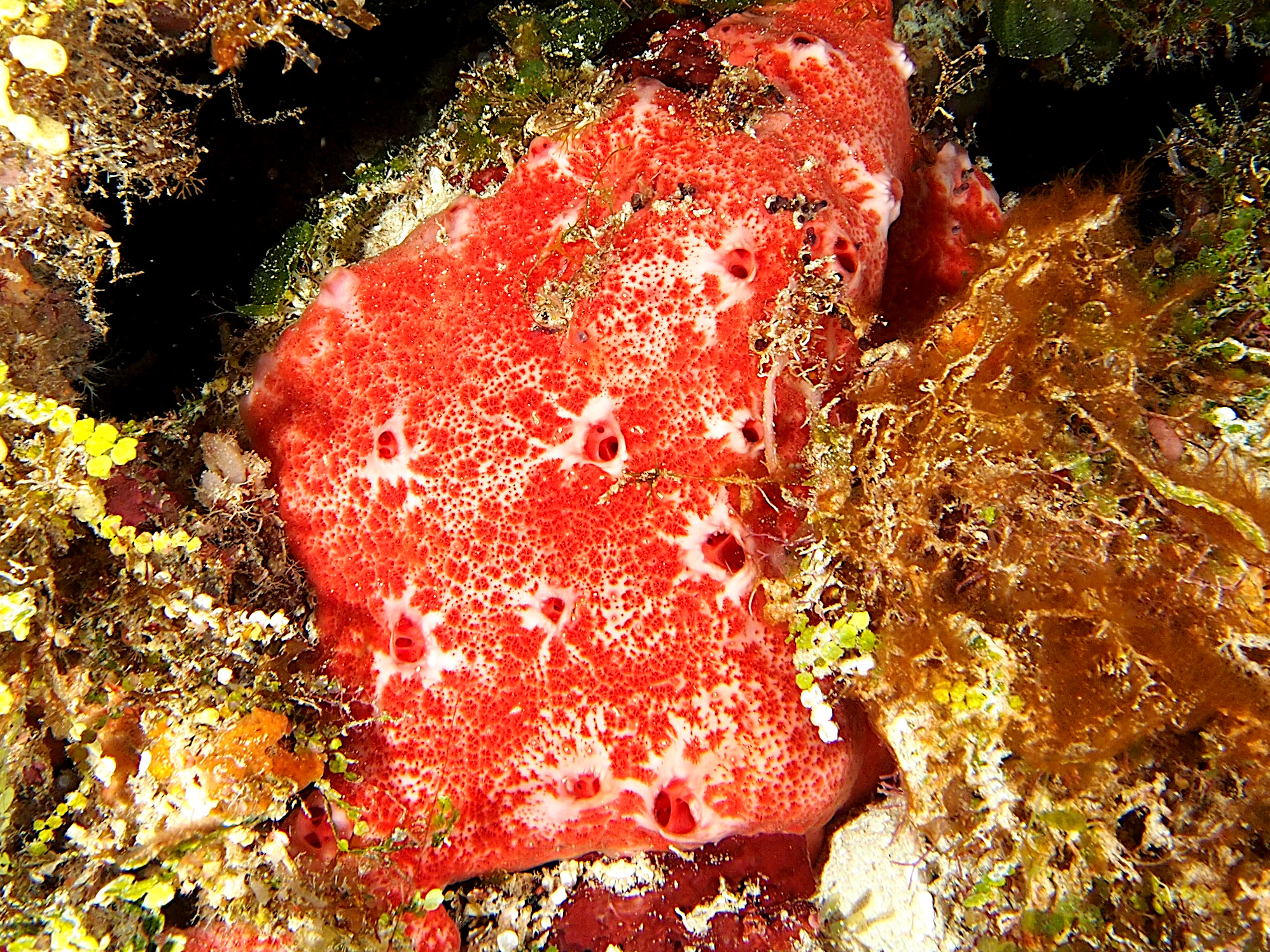 Pink and Red Encrusting Sponge - Spirastrella coccinea