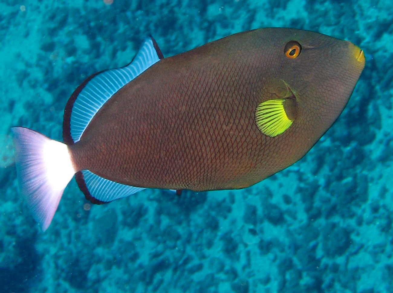 Pinktail Triggerfish - Melichthys vidua