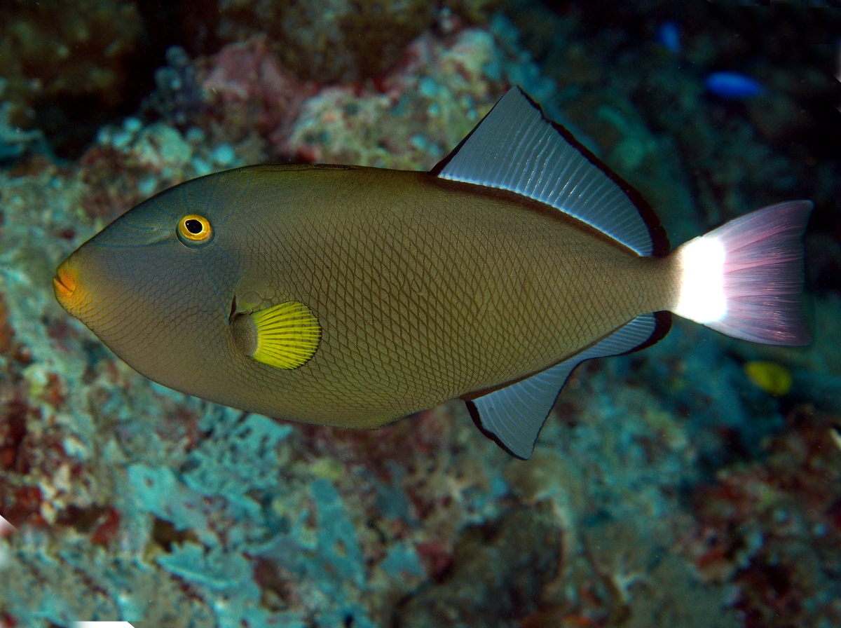 Pinktail Triggerfish - Melichthys vidua