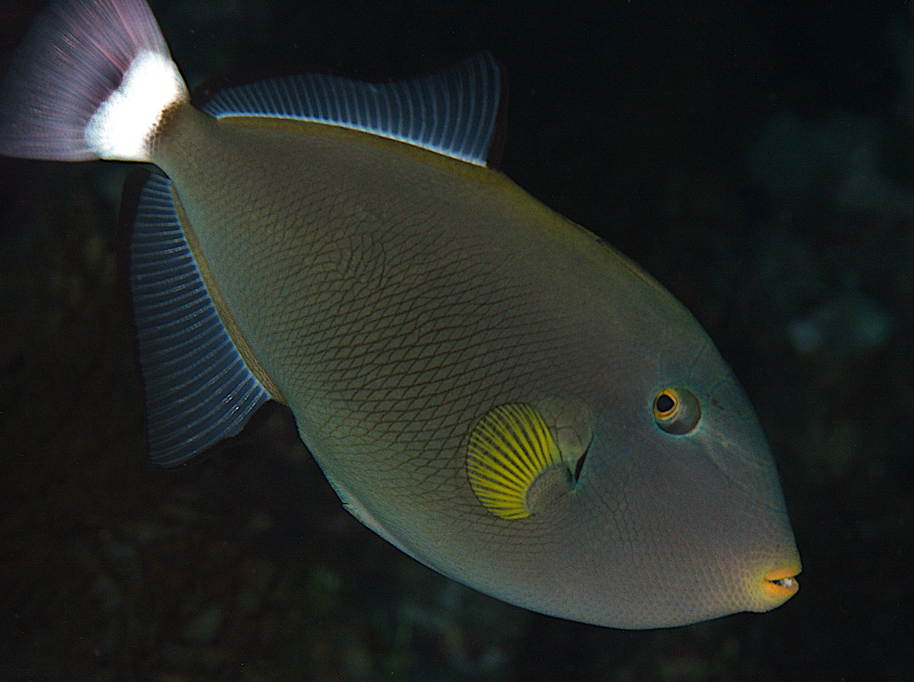 Pinktail Triggerfish - Melichthys vidua