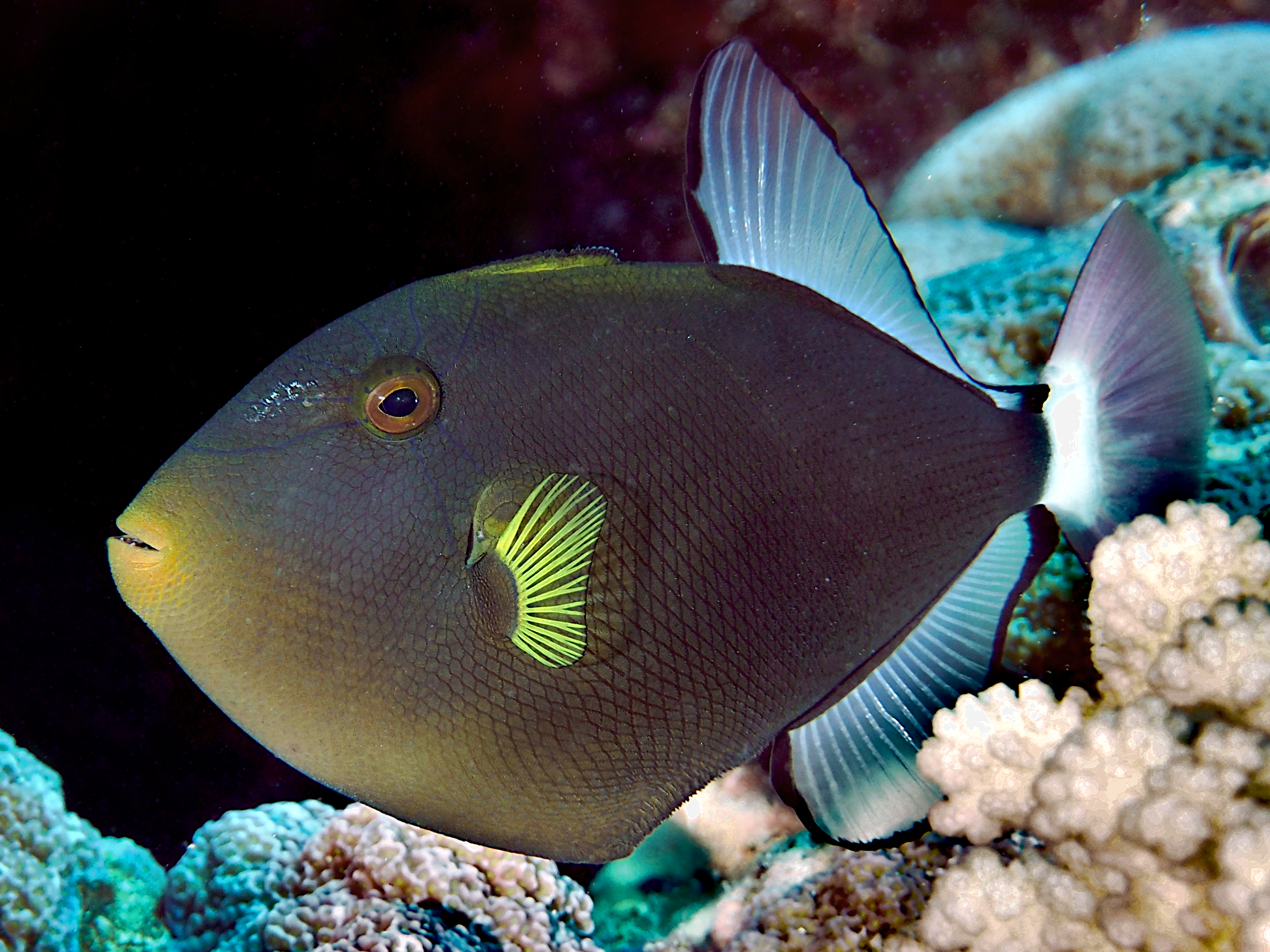 Pinktail Triggerfish - Melichthys vidua