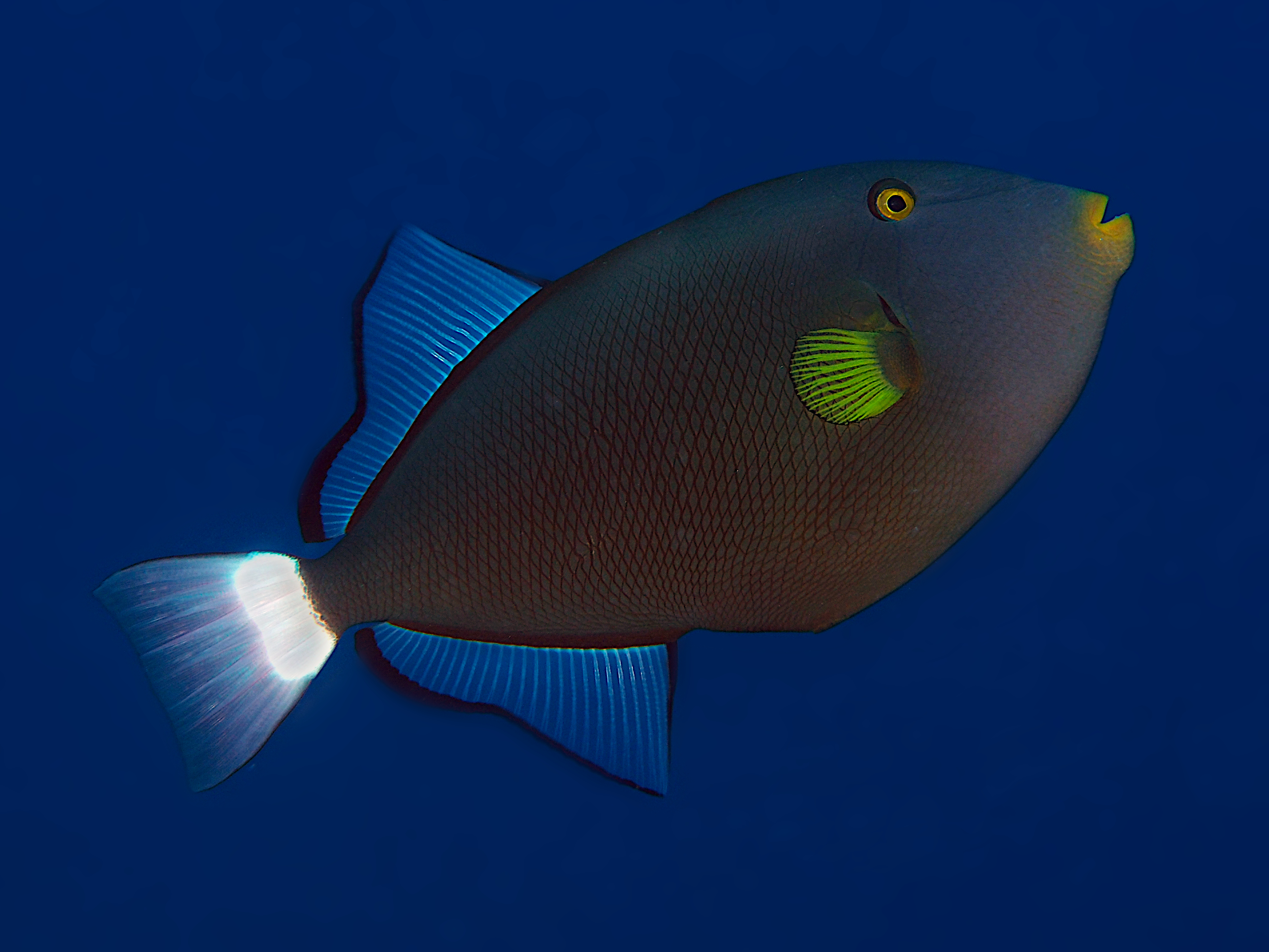Pinktail Triggerfish - Melichthys vidua