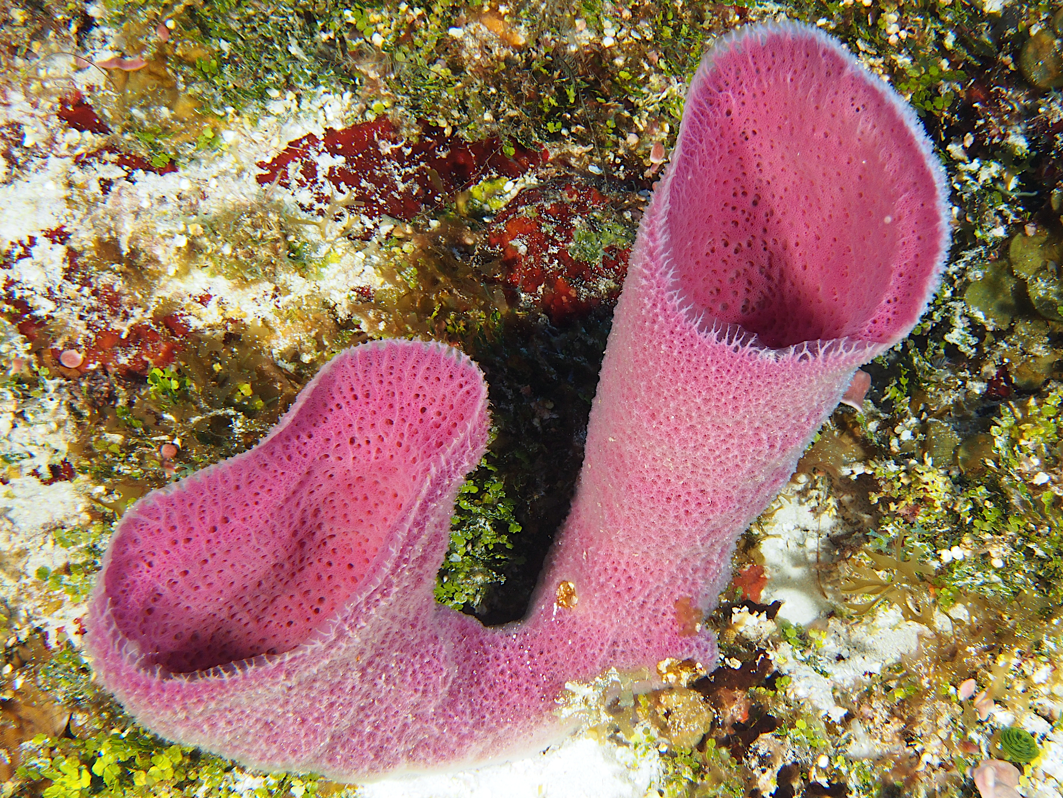 Pink Vase Sponge - Niphates digitalis